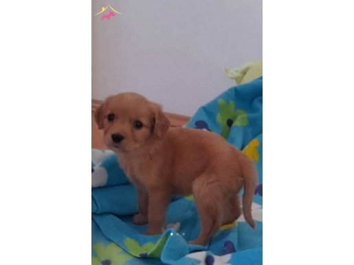 44 günlük dişi golden retriever kartal