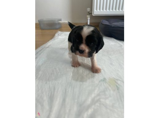 Dişi ve Erkek Cavalier King Charles Yavruları