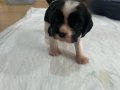 Dişi ve Erkek Cavalier King Charles Yavruları