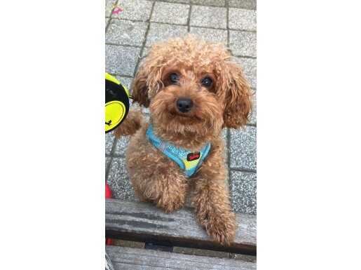 0 numara toy poodle 