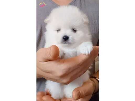 Pomerian erkek bebeğim 