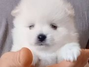 Pomerian erkek bebeğim 