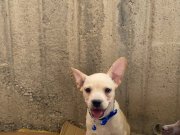 Teddy Roosevelt Terrier
