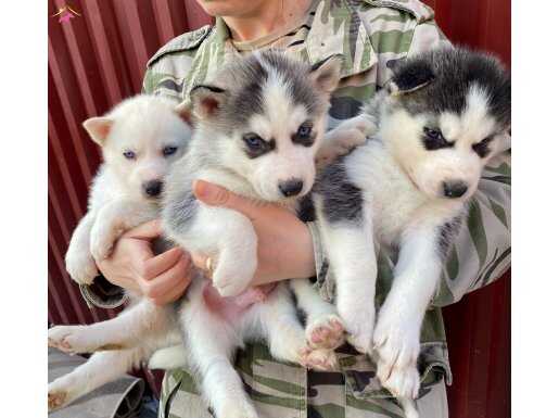 Orijinal sibirya kurdu husky bebekler
