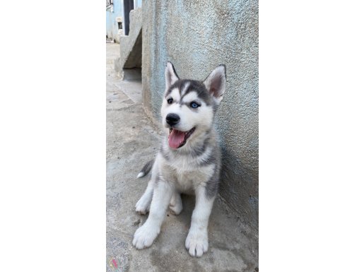 SAFKAN HUSKY YAVRULAR