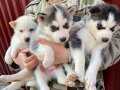 Orijinal sibirya kurdu husky bebekler