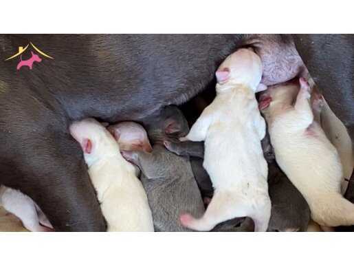 Plat french Bulldog