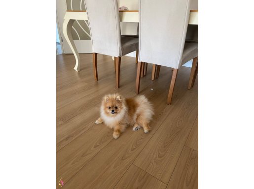 Teacup pomeranian kızım 