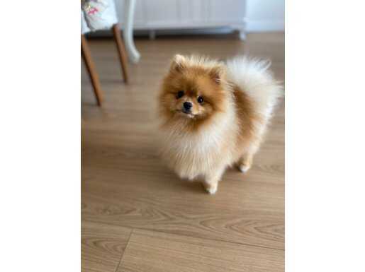 Teacup Pomeranian Kızım
