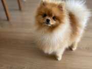 Teacup Pomeranian Kızım