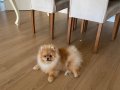 Teacup pomeranian kızım 