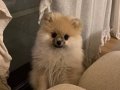 Teacup Pomeranian Dişi 2 kg 400 gr 