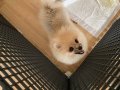 Teacup Pomeranian Dişi 2 kg 400 gr 