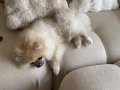 Teacup Pomeranian Dişi 2 kg 400 gr 