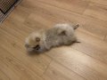 Teacup Pomeranian Dişi 2 kg 400 gr 