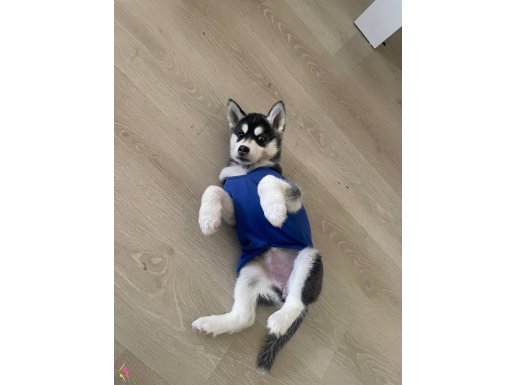 Evinizin neşesi olucak