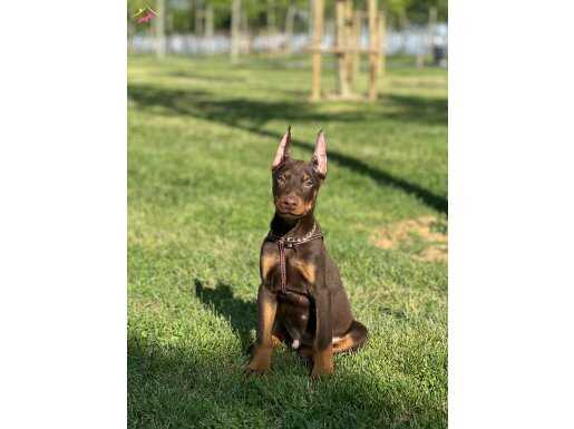 Safkan DOBERMAN Aşıları yapıldı