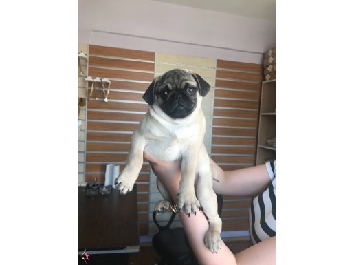 Pug yavru 3 aylık