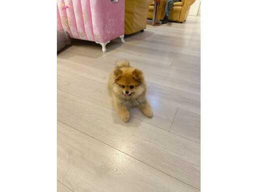 Pomerian Boo Ayıcık Bombo