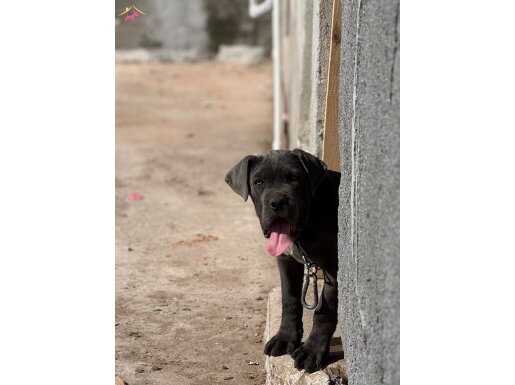5 aylık Erkek blue Canecorso