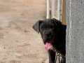 5 aylık Erkek blue Canecorso