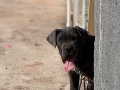 4.5 Aylık Blue Erkek Cane Corso