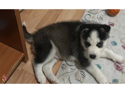 2 Aylık ilk aşıları yapılmış yavru huskymiz