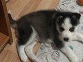 2 Aylık ilk aşıları yapılmış yavru huskymiz