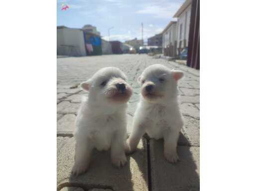 Pomeranian Spitz 