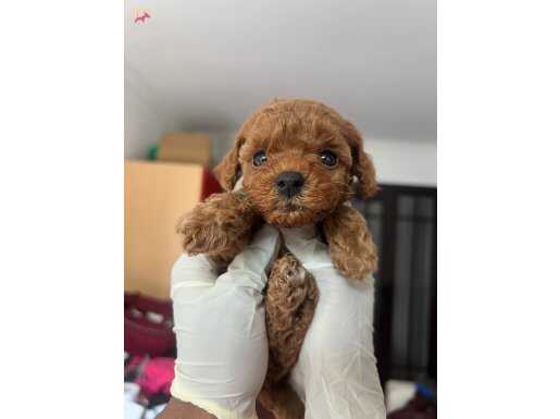 Toy poodle bebekler