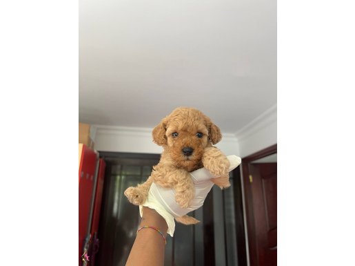 sevimli poodle yavrularımız
