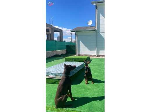 SECERELİ DOBERMAN YAVRULARI