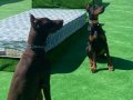 SECERELİ DOBERMAN YAVRULARI