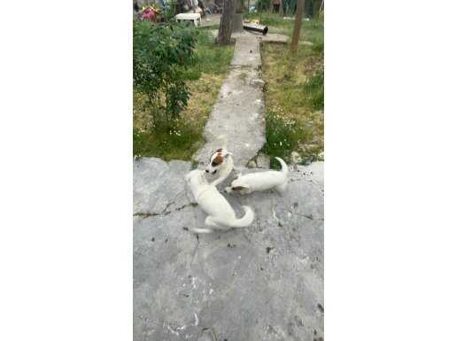 ORJİNAL JACK RUSSEL!!! TAM BAKIMLI KİMLİKLİ KISA BACAKLAR 