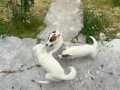 ORJİNAL JACK RUSSEL!!! TAM BAKIMLI KİMLİKLİ KISA BACAKLAR 