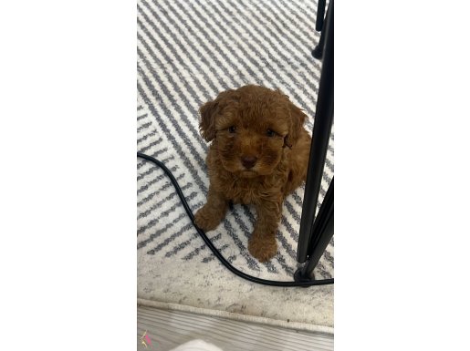 Toy Poodle Bebeğim