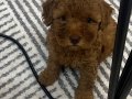 Toy Poodle Bebeğim