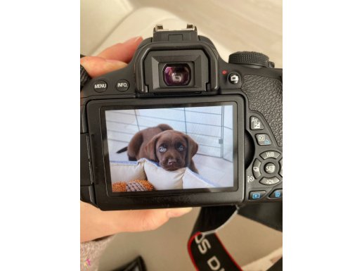 Çakır Gözlü Çikolata Labrador