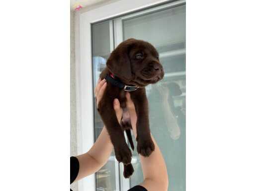 Acil- Çakır Gözlü 2,5 Aylık Labrador 
