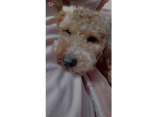 8 AYLIK DİŞİ TOY POODLE (BAL RENGİ) 