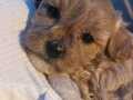 50 günlük dişi yavru maltipoo