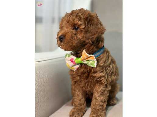 2 Aylık Toy Poodle