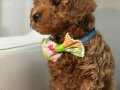 2 Aylık Toy Poodle