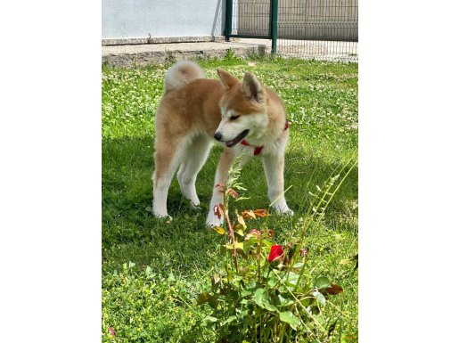 4 aylık Japon akita kızımız karneli