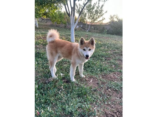Akita yavrumuz scr li karneli cipli 