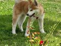 4 aylık Japon akita kızımız karneli