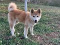 Akita yavrumuz scr li karneli cipli 