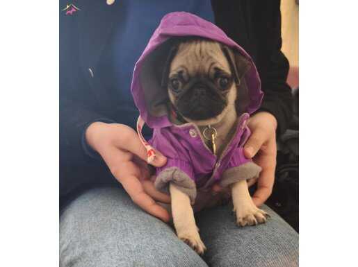 Sıfır burun pug yavrumuz yeni yuvasını arıyor
