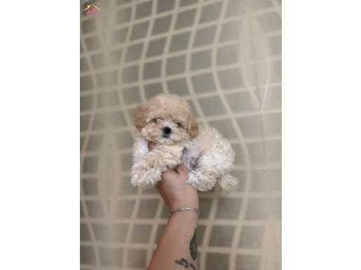 Minik Maltipoo Kızlarımız