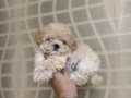 Minik Maltipoo Kızlarımız